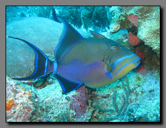 queen triggerfish